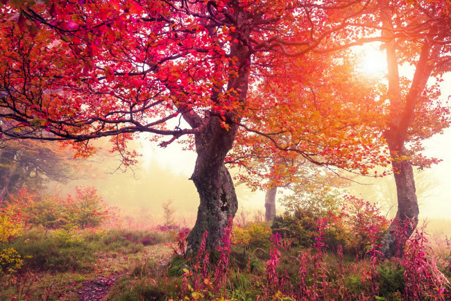 Обои картинки фото природа, деревья, лучи, осень, листва