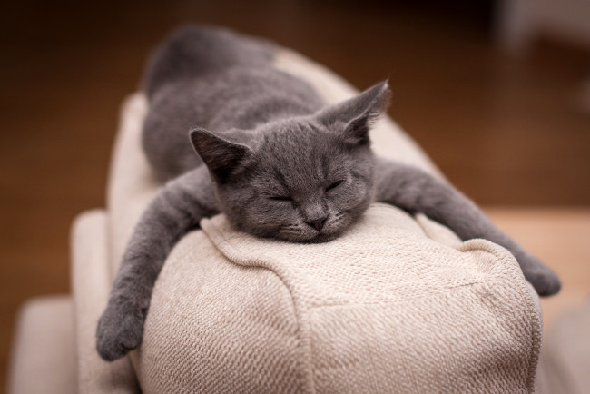 Обои картинки фото животные, коты, лапы, диван, лежит, котенок, спит, серый