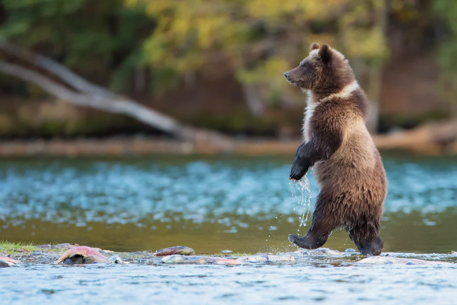 Обои картинки фото животные, медведи, гризли, медведь, река, канада, идет, хищник, природа, рыба, вода