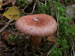 Картинка волнушка природа грибы гриб