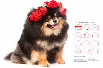 обоя календари, животные, цветы, собака, белый, фон, розы