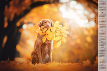 обоя календари, животные, листья, ветка, собака, осень