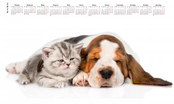 обоя календари, животные, собака, кошка, белый, фон