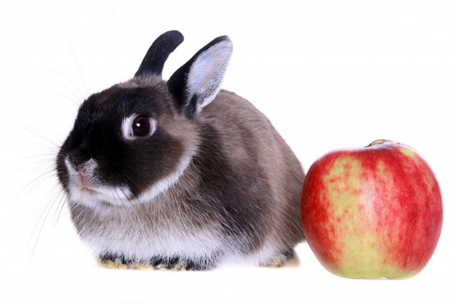 Обои картинки фото животные, кролики,  зайцы, кролик, яблоко