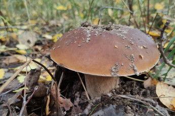 Картинка природа грибы лес листва гриб белый боровик осень