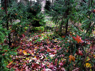 Картинка природа лес листья осень ели