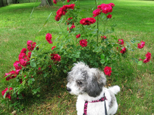 Картинка животные собаки dog розы