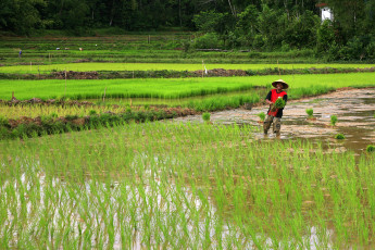 Картинка природа поля крестьянин рисовое