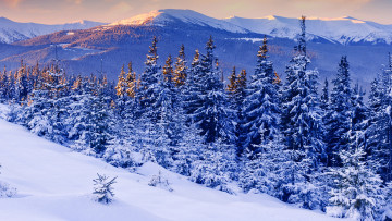 обоя природа, зима, снег, горы, пейзаж, ели
