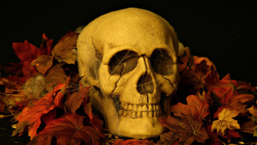 Картинка разное кости рентген листья череп
