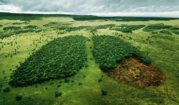 Картинка разное компьютерный дизайн лёгкие река природа деревья лес экология пейзаж срубка леса