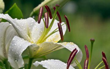 Картинка цветы лилии лилейники капли