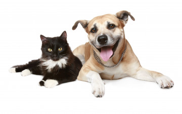 Картинка животные разные вместе cat dog
