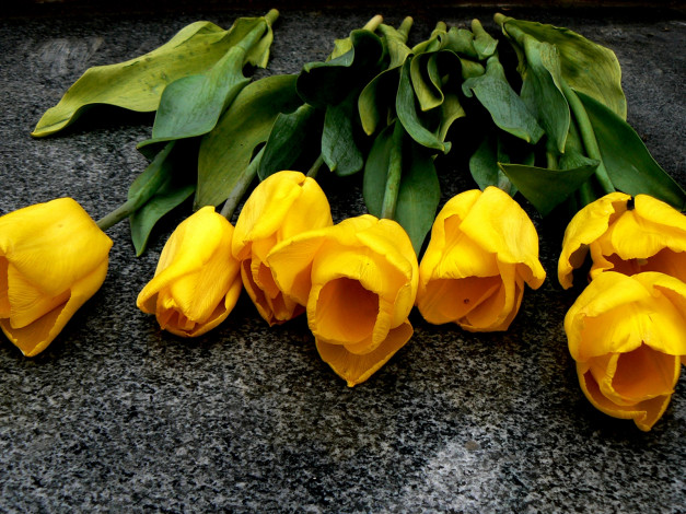 Обои картинки фото цветы, тюльпаны, желтые, асфальт