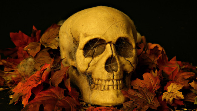 Обои картинки фото разное, кости, рентген, листья, череп