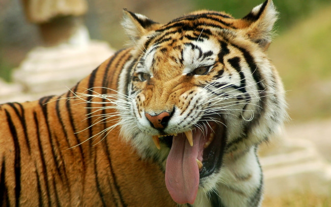 Обои картинки фото животные, тигры, киска, улыбка