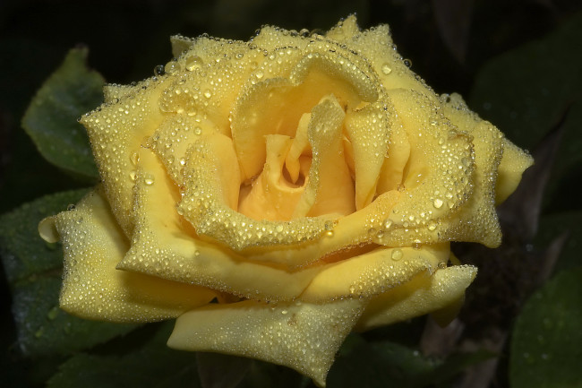 Обои картинки фото цветы, розы, в, каплях, желтая