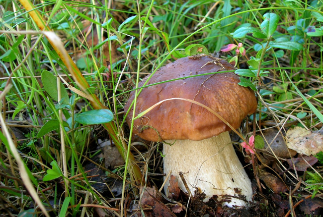 Обои картинки фото природа, грибы, трава, боровик, белый, гриб