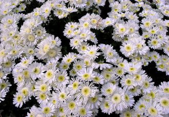 Картинка цветы хризантемы много белый
