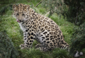 Картинка животные леопарды пятнистый малыш