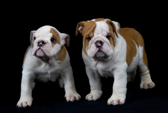 Картинка животные собаки щенки бульдог