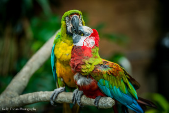 Картинка животные попугаи пара перья яркий