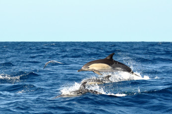 Картинка животные дельфины прыжок вода чайка