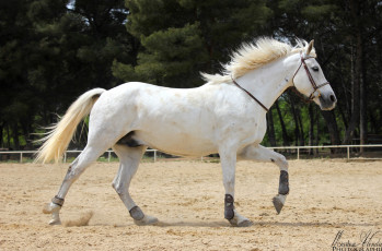 Картинка животные лошади бег белый красавец