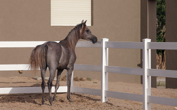 Картинка животные лошади конь arabian horse фон