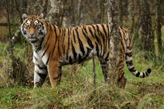 Обои картинки фото животные, тигры, хищник, березы, лес