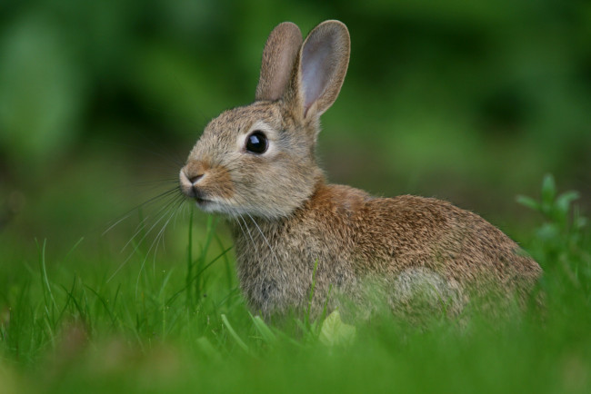Обои картинки фото животные, кролики, зайцы, трава, размытость, заяц, зелень