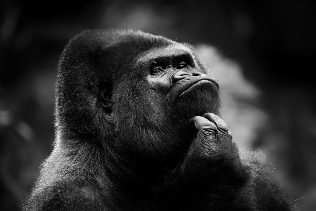 Обои картинки фото животные, обезьяны, забавный, мыслитель, горилла