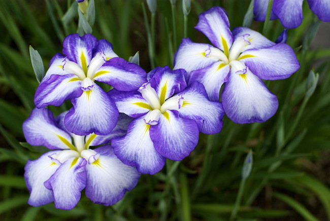 Обои картинки фото цветы, ирисы, фиолетовый