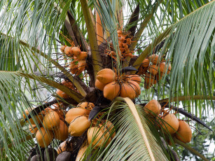 Картинка природа плоды пальма кокос