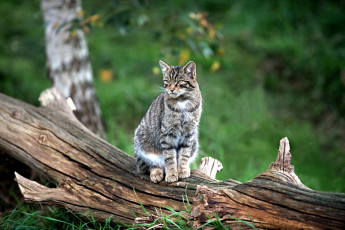 Картинка животные дикие кошки лесной кот
