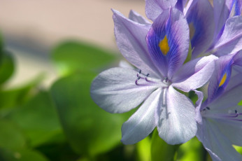 Картинка цветы гиацинты водяной гиацинт макро