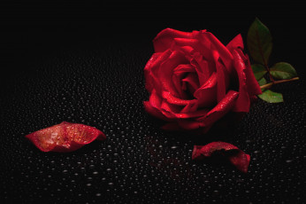 Картинка цветы розы лепестки капли