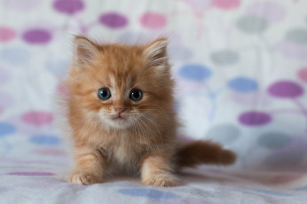 Картинка животные коты рыжий котёнок