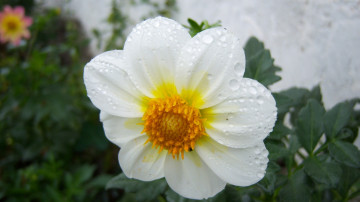 Картинка цветы георгины белый георгин