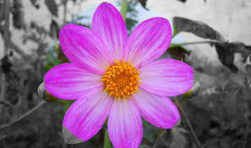 Картинка цветы георгины розовый георгин