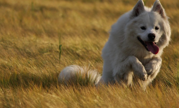 Картинка животные собаки трава луг собака