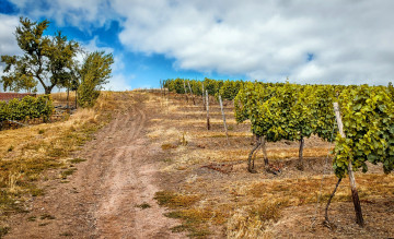 Картинка природа поля поле виноградник дорога деревья