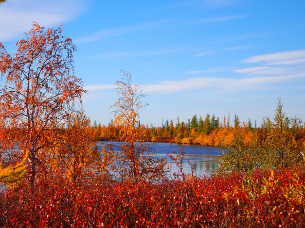 Обои картинки фото природа, реки, озера, озеро, осень, россия, север, трава, кусты