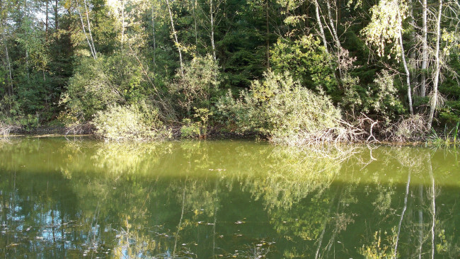 Обои картинки фото природа, реки, озера, зелень, лето, пруд