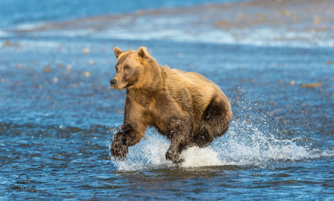 Обои картинки фото cook, inlet, alaska, животные, медведи, залив, кука, аляска