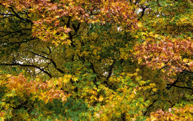 Обои картинки фото природа, деревья, осень, дерево, листья