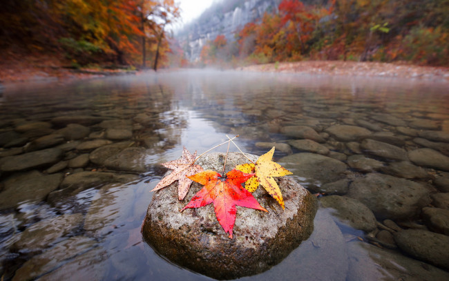 Обои картинки фото природа, реки, озера, дно, камни, осень, листья, река