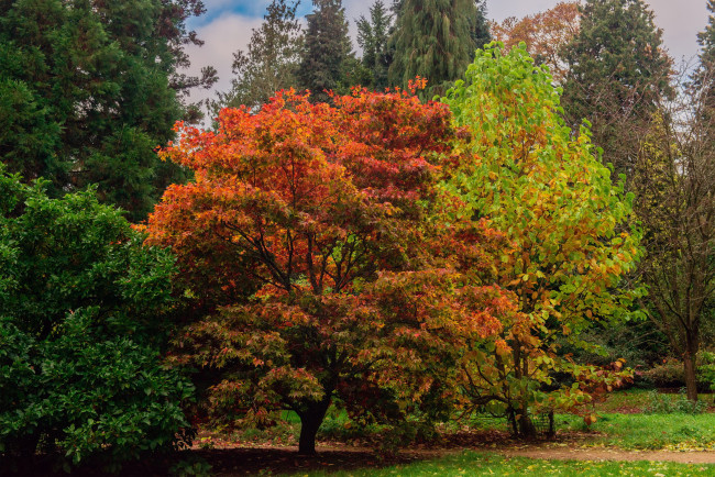 Обои картинки фото batsford, park, англия, природа, парк, лужайка, деревья, осень