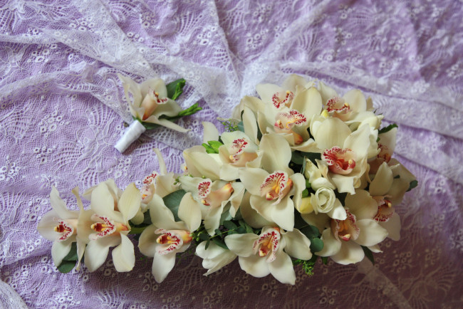 Обои картинки фото цветы, орхидеи, цимбидиум
