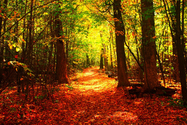 Обои картинки фото природа, лес, тропинка, деревья, осень